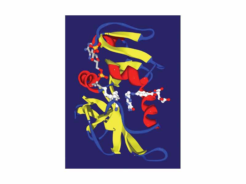 Dihydrofolate reductase from E. coli with its two substrates, dihydrofolate (right) and NADPH (left), bound in the active site. The protein is shown as a ribbon diagram, with alpha helices in red, beta sheets in yellow and loops in blue.