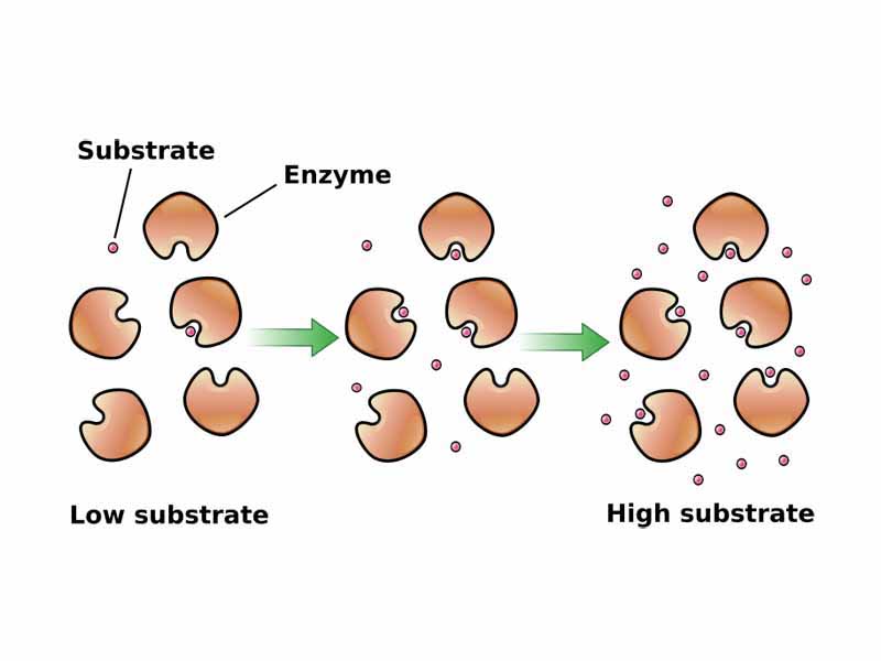 The rate of reaction will increase as substrate concentration increases, eventually becoming saturated at very high concentrations of substrate.