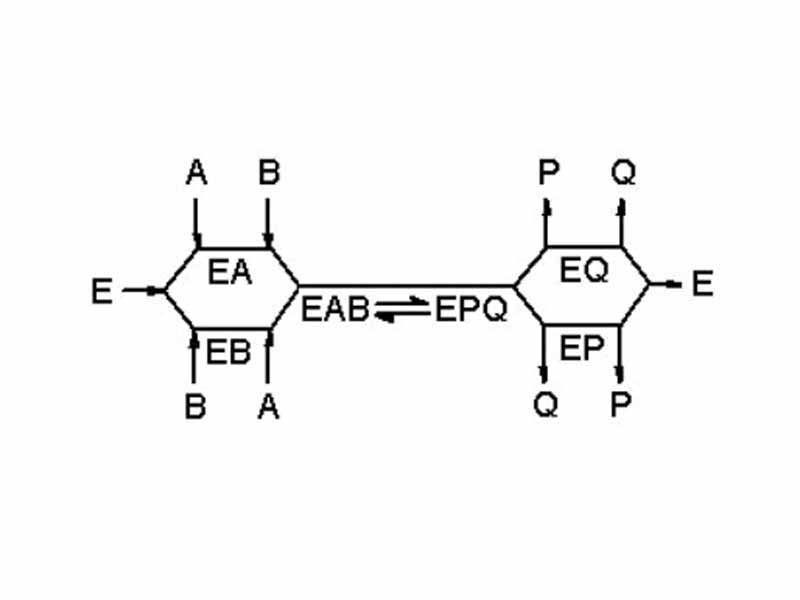 Random-order ternary-complex mechanism for an enzyme reaction. The reaction path is shown as a line and enzyme intermediates containing substrates A and B or products P and Q are written below the line.