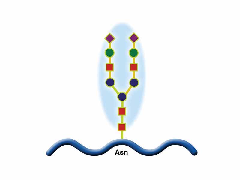 N-linked protein glycosylation (N-glycosylation of N-glycans) at Asn residues (Asn-x-Ser/Thr motifs) in glycoproteins[1].