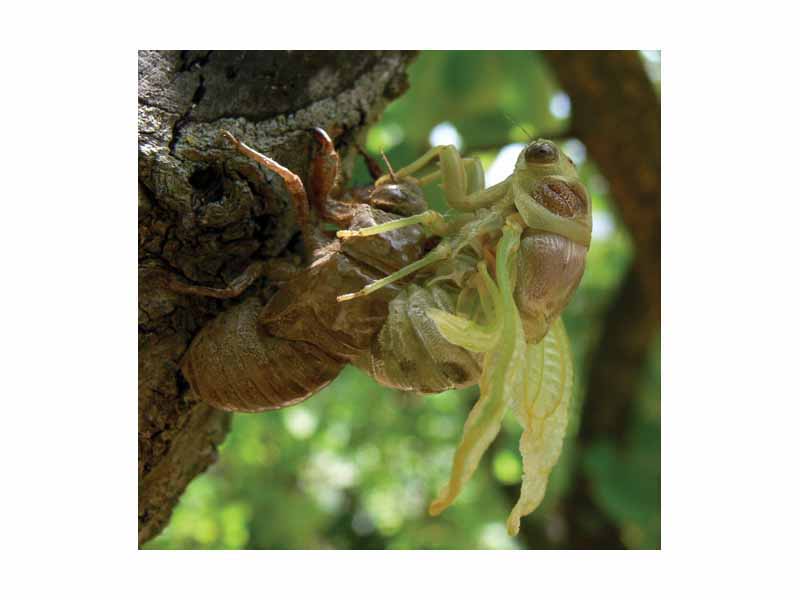 A cicada sheds its chitinous exoskeleton.