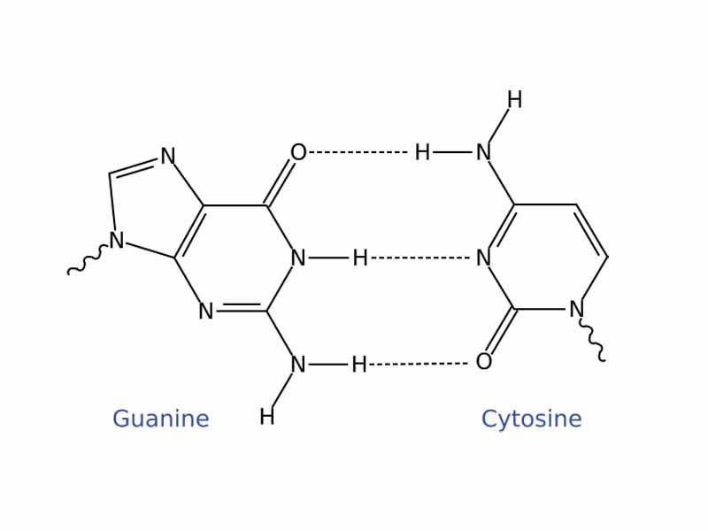 Guanine/Cytosine Watson and Crick base pair.