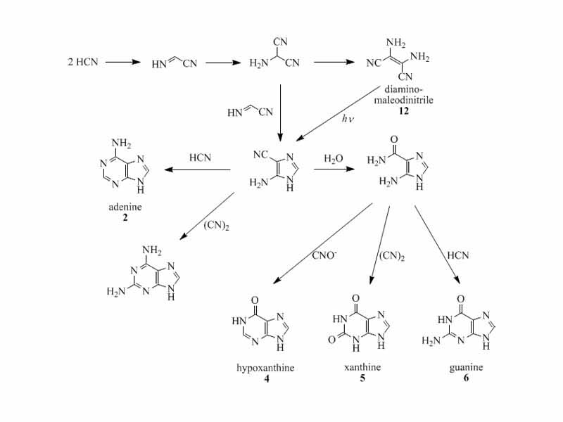 Oro, Orgel and co-workers have shown that four molecules of HCN tetramerize to form diaminomaleodinitrile (12), which can be converted into almost all important natural occurring purines.