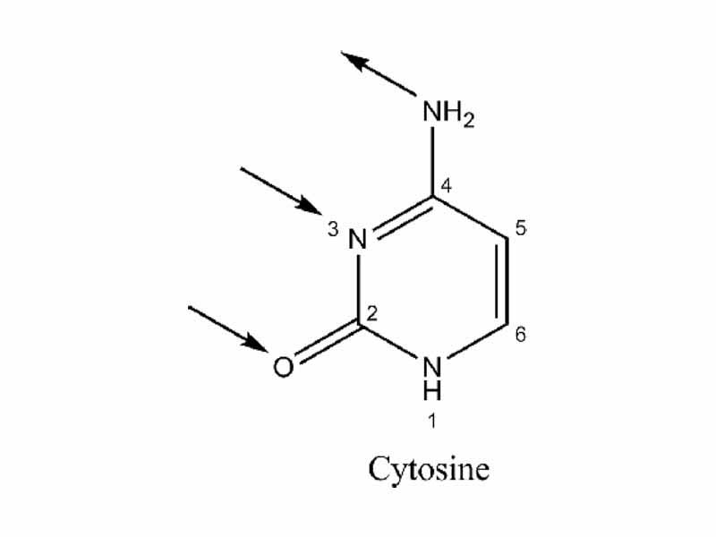 Hydrogen bonding locations in base pairing in cytosine