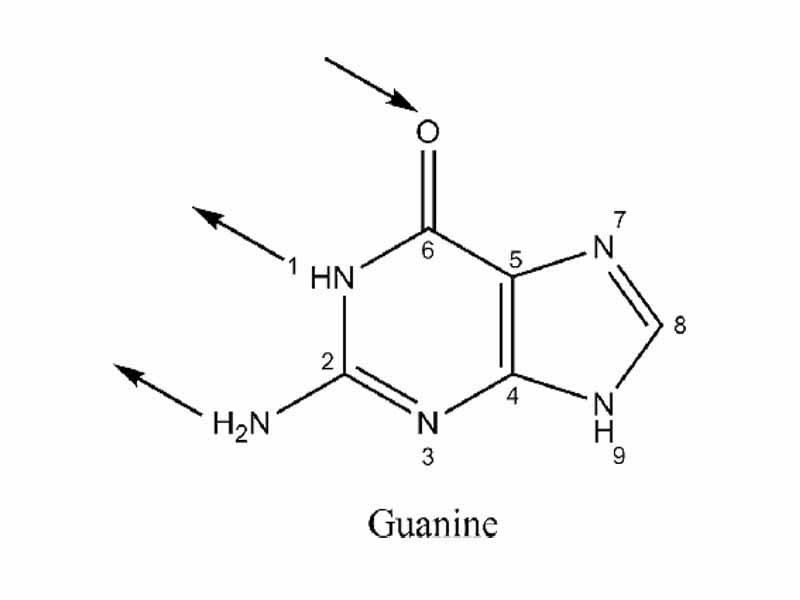 Hydrogen bonding locations in base pairing in guanine