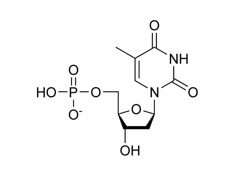 Thymidine monophosphate chemical structure