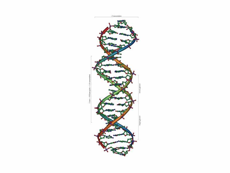The structure of part of a DNA double helix