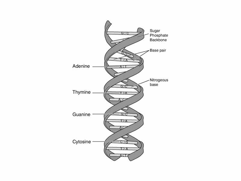 Base pairing in DNA
