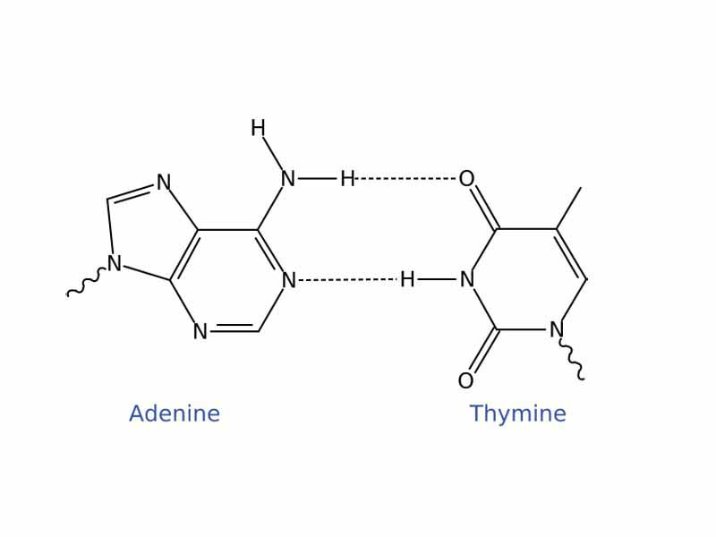 Adenine/Thymine Watson and Crick base pair. 