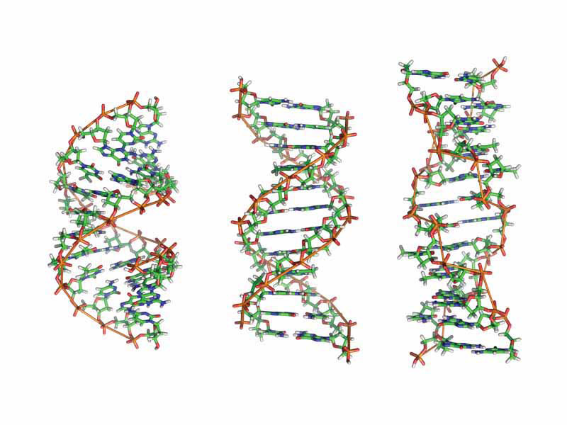 From left to right, the structures of A, B and Z DNA