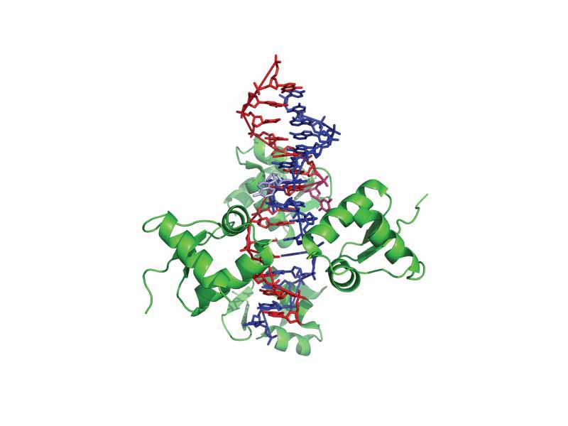 B-/Z-DNA junction bound to a Z-DNA binding domain