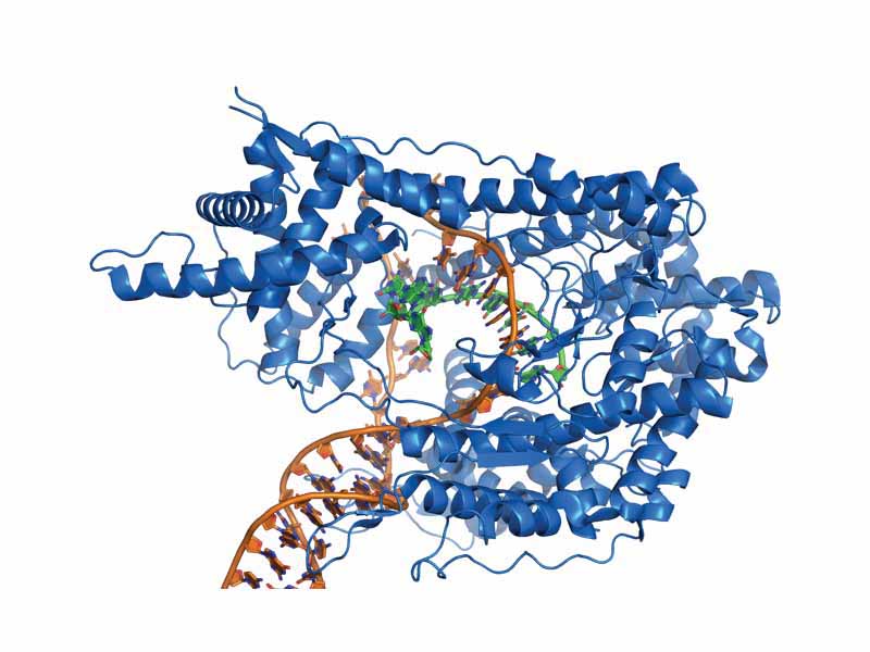 T7 RNA polymerase (blue) producing a mRNA (green) from a DNA template (orange).
