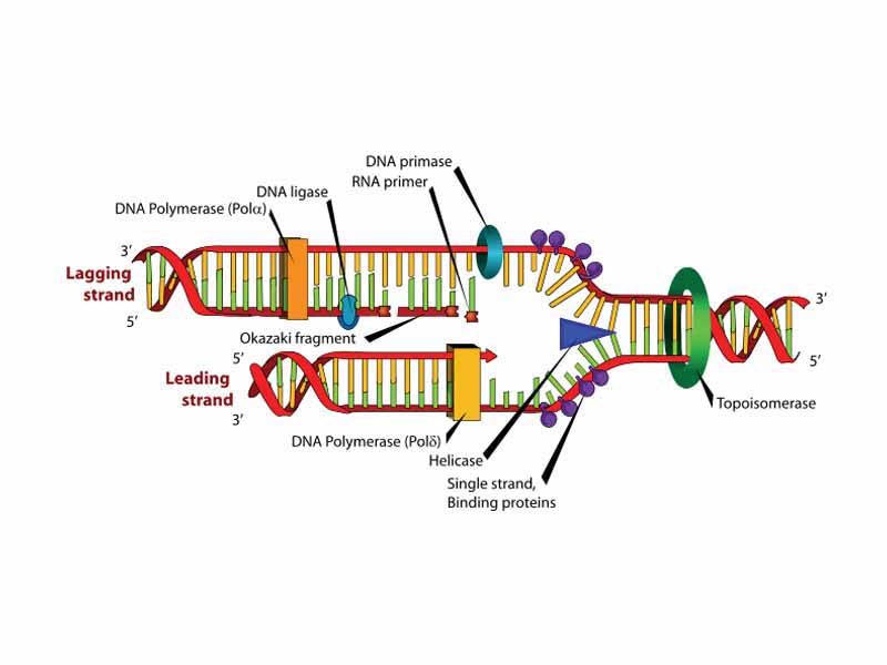 DNA replication. The double helix is unwound by a helicase and topoisomerase. Next, one DNA polymerase produces the leading strand copy. Another DNA polymerase binds to the lagging strand. This enzyme makes discontinuous segments (called Okazaki fragments) before DNA ligase joins them together.