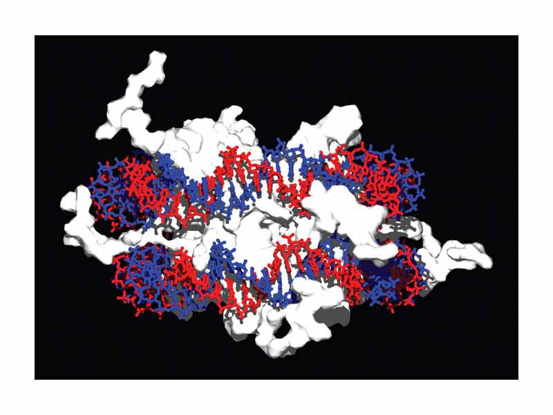 Image of a nucleosome. Molecular surface of histones is shown in white and the two strands of DNA in red and blue