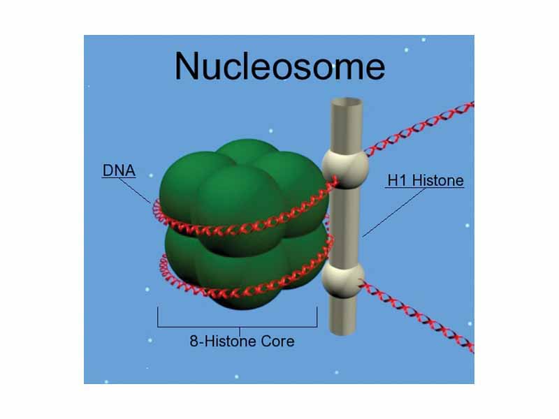Nucleosome