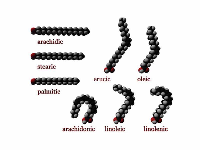 Several fatty acid molecules