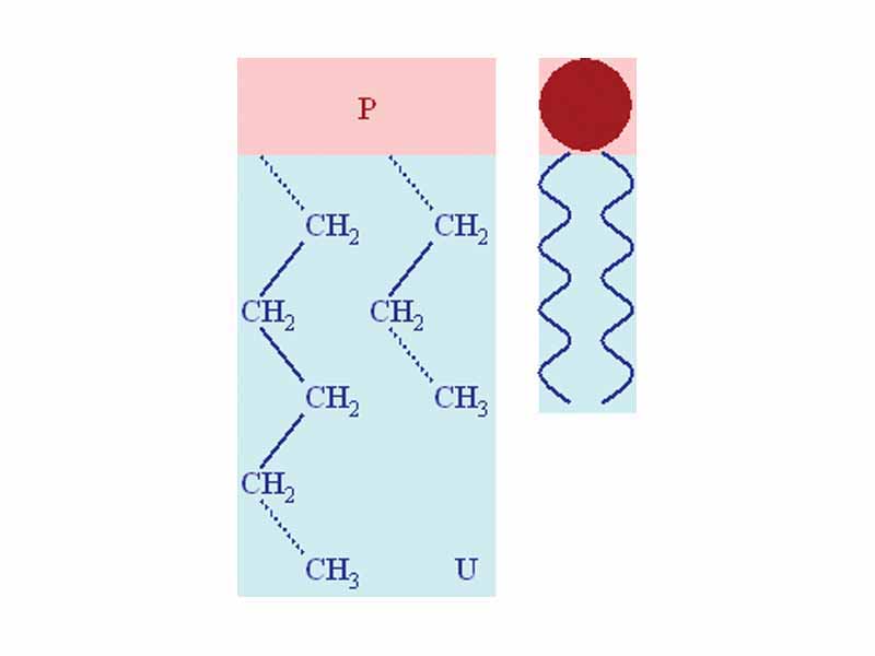 Two schematic representations of a phospholipid.  The P represents the polar hydrophilic head group of the molecule, highlighted in red.  The U indicates the uncharged hydrophobic portion of the molecule, highlighted in blue.