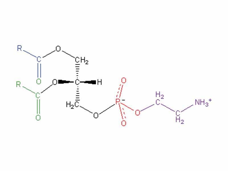 Structural formula of phosphatidyl ethanolamine (Blue/Green: Fatty acid, Black: Glycerol backbone, Red: phosphate, Purple: ethanolamine)