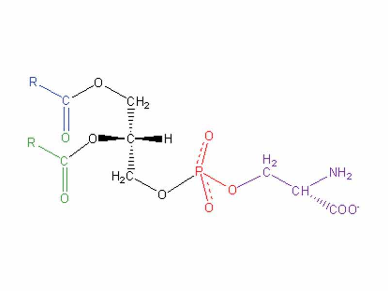 Structural formula of phosphatidyl serine (Blue/Green: Fatty acid, Black: Glycerol backbone, Red: phosphate, Purple: serine)