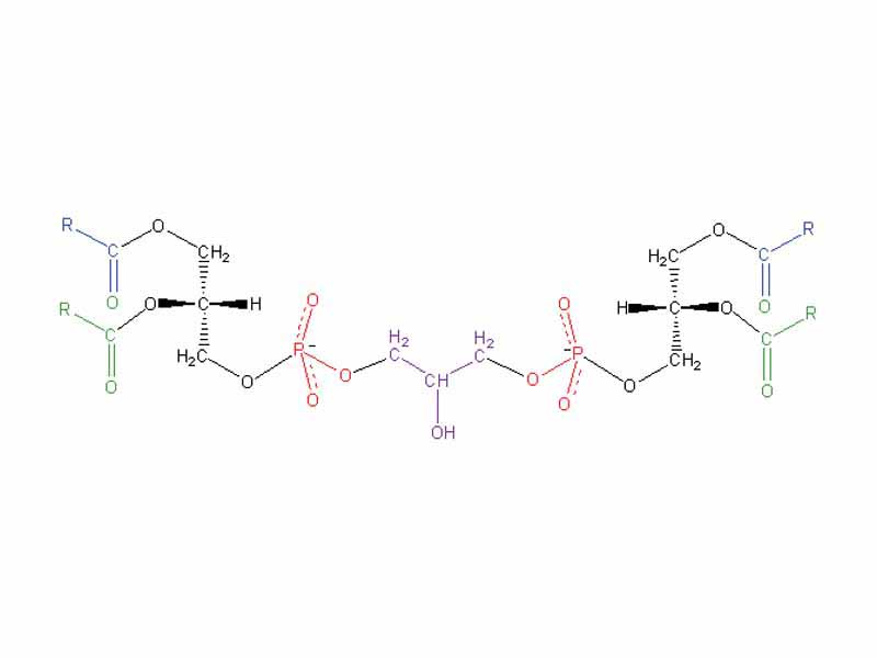 Structural formula of Diphosphatidyl glycerol (Blue/Green: Fatty acid, Black: Glycerol backbone, Red: phosphate, Purple: Glycerol)