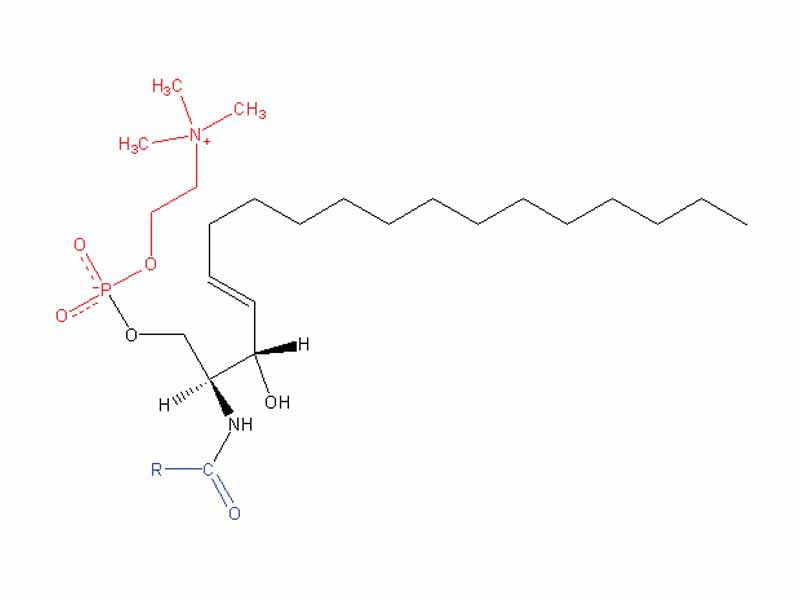 Sphingomyelin  -  Red:Phosphocholine  -  Blue:Acyl CoA