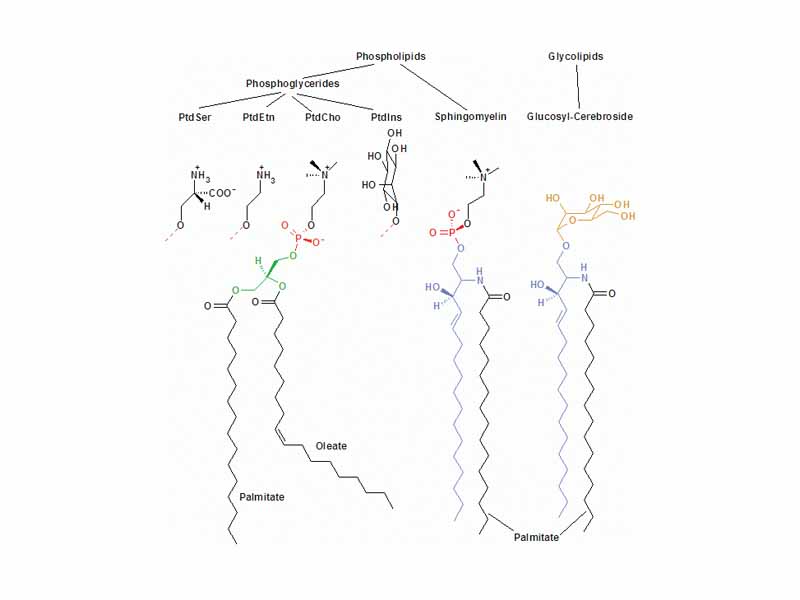 The major membrane lipids