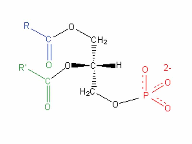 Structural formula of phosphatidate