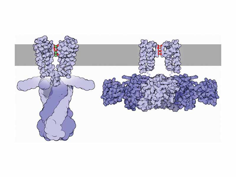 Bacterial potassium channels shut (left, PDB 1k4c) and open (right, 1lnq). They can sense voltage differences across membrane, then change conformation.