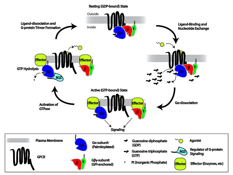 Cartoon depicting the Heterotrimeric G-protein activation/deactivation cycle in the context of GPCR signaling