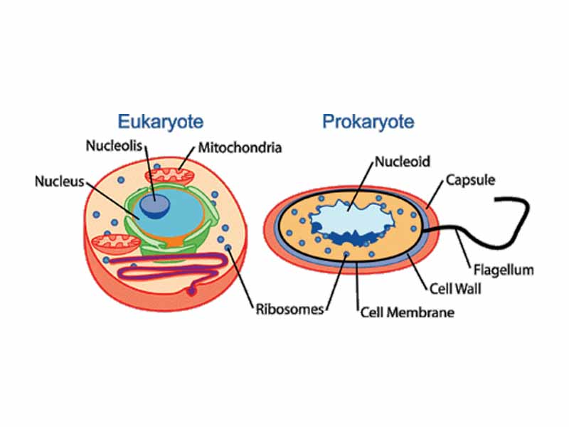 Prokaryotic vs. eukaryotic cell structure