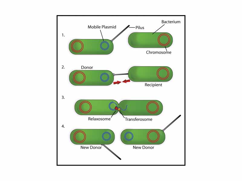 Schematic drawing of bacterial conjugation. 1- Donor cell produces pilus. 2- Pilus attaches to recipient cell, brings the two cells together. 3- The mobile plasmid is nicked and a single strand of DNA is then transferred to the recipent cell. 4- Both cells recircularize their plasmids, synthesize second strands, and reproduce pili; both cells are now viable donors.