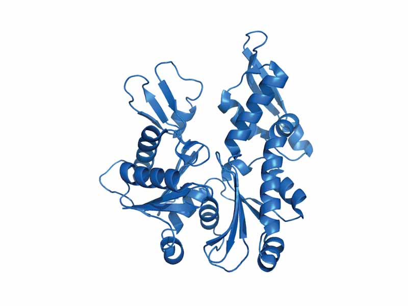Procaryotic MreB (PDB code: 1jce) in cartoon representation. The fold of the protein is similar to its eukaryotic counterpart actin.