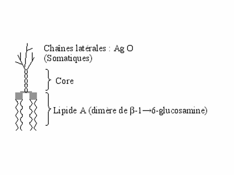 Lipopolysaccharide (captions are in French)