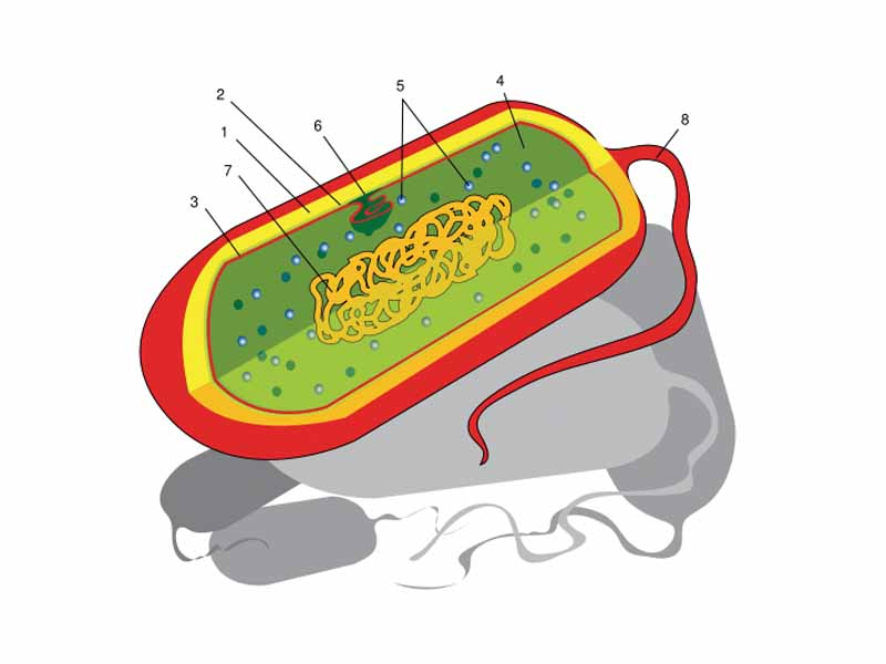 Diagram of a typical gram-negative bacterium, with the thin cell wall (2) sandwiched between the yellow outer membrane and the thin red plasma membrane
