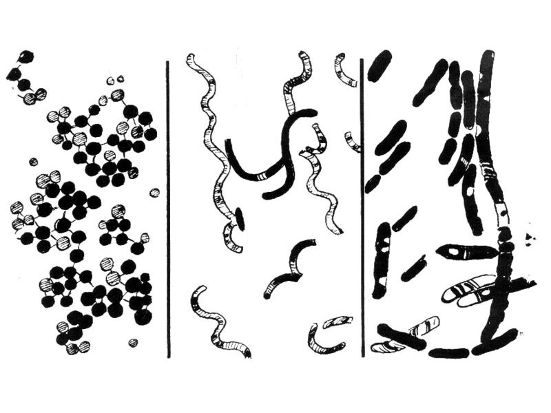 Line art drawing of bacteria; from left to right: cocci, spirilla, bacilli.