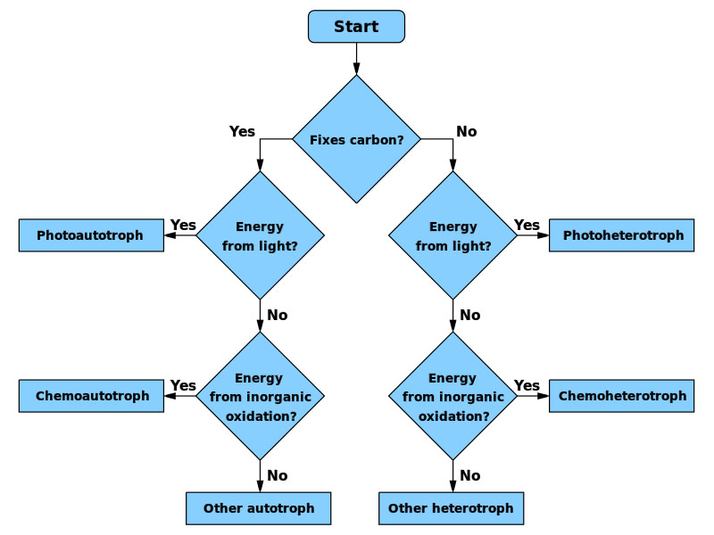 Flow chart to determine the metabolic characteristics of microorganisms