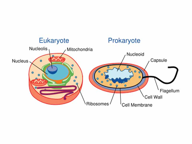 The cells of eukaryotes (left) and prokaryotes (right).