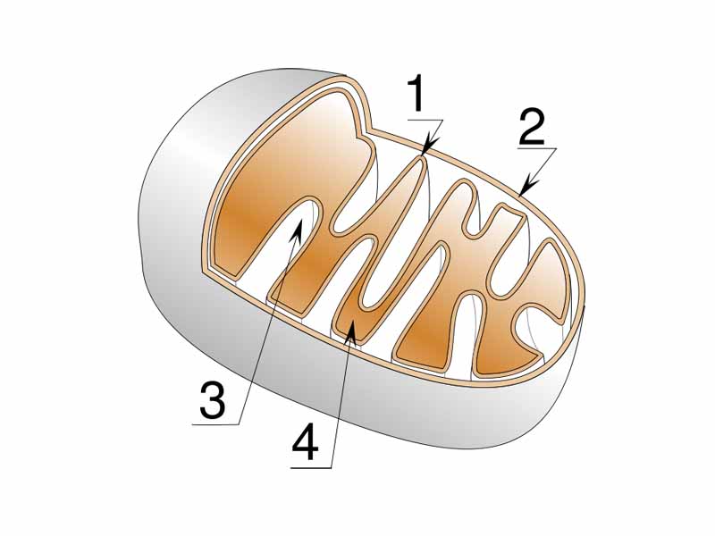 Mitochondria structure :  1) Inner membrane  2) Outer membrane  3) Crista  4) Matrix