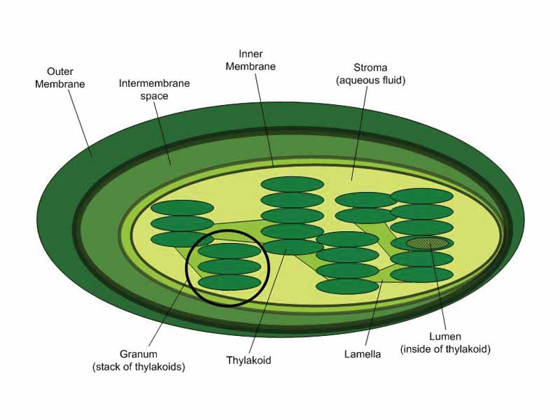 The internal structure of a chloroplast, with a granal stack of thylakoids circled.