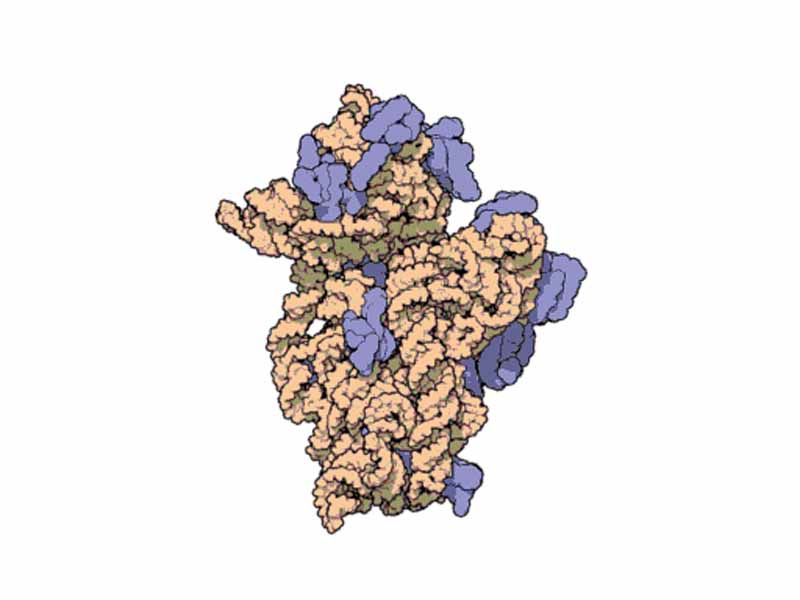 Structure of the 30S Subunit from Thermus thermophilus. Proteins are shown in blue and the single RNA strand in orange.