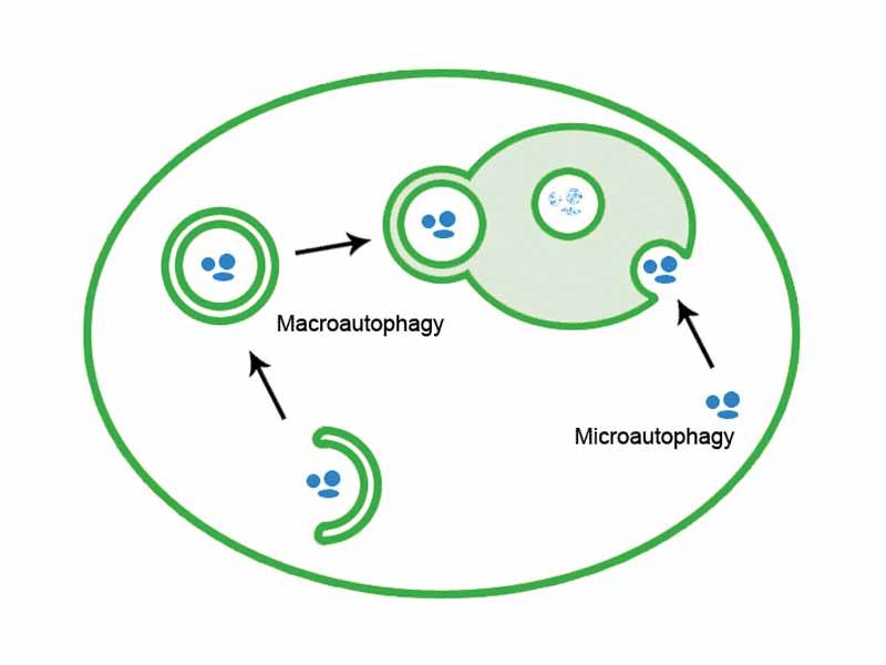 Comparison of macroautophagy and microautophagy