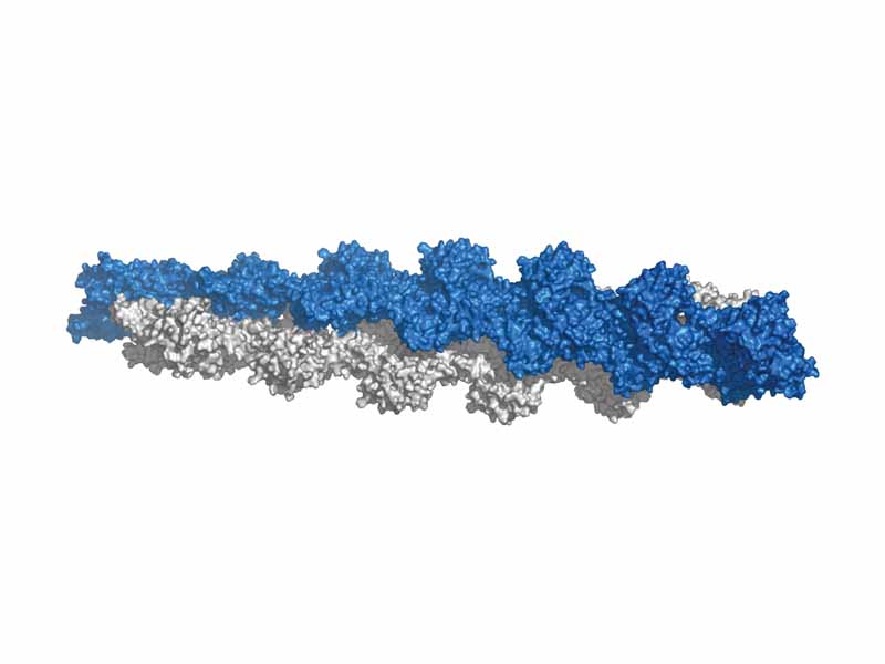 F-Actin; surface representation of 13 subunit repeat based on Ken Holmes' actin filament model