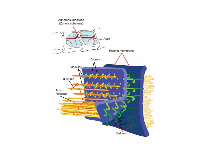 Principal interactions of structural proteins at cadherin-based adherens junction. Actin filaments are linked to ?-actinin and to membrane through vinculin. The head domain of vinculin associates to E-cadherin via ?-, ? - and ? -catenins. The tail domain of vinculin binds to membrane lipids and to actin filaments.