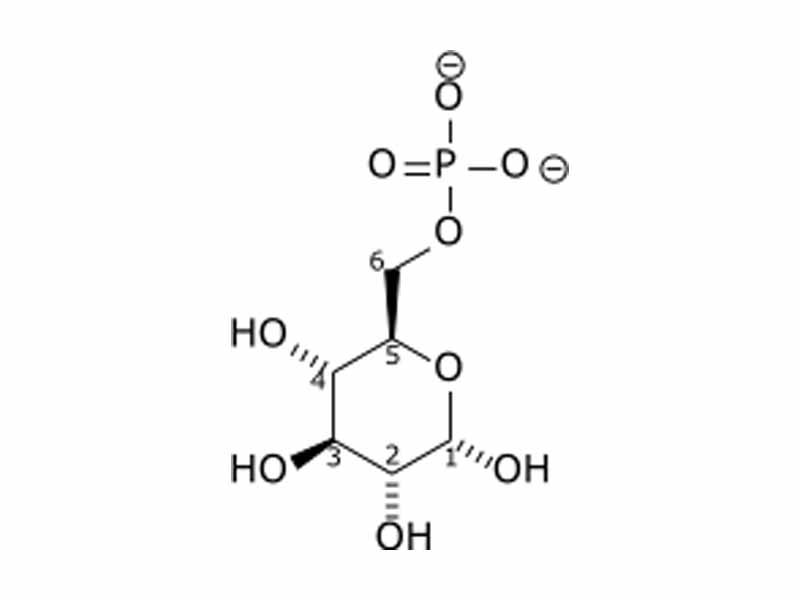  Glucose-6-phosphate  