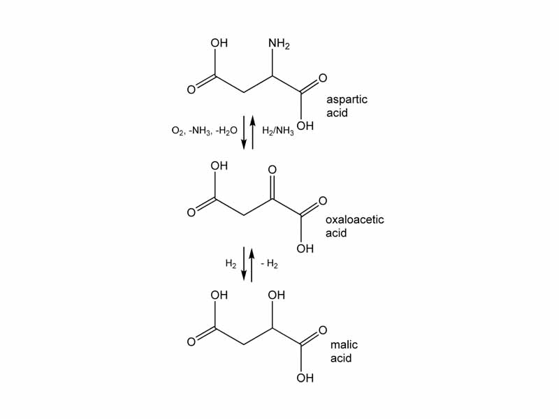 Relationship of oxaloacetic acid, malic acid, and aspartic acid