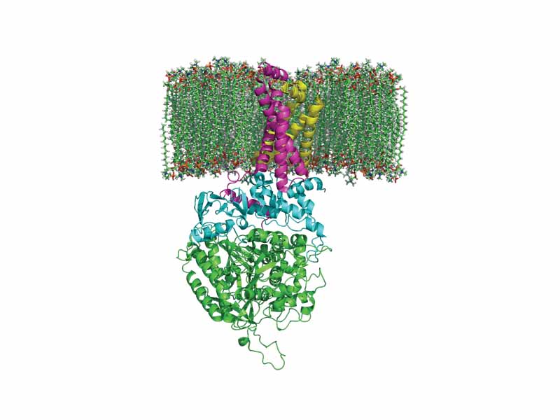 The structure of the Succinate-coenzyme Q reductase complex in a phospholipid membrane. The intermembrane space lies to the top of the image. SDHA, SDHB, SDHC and SDHD.