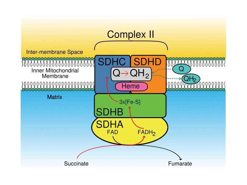 Function of the SDH Complex. Electron path shown by red arrows.