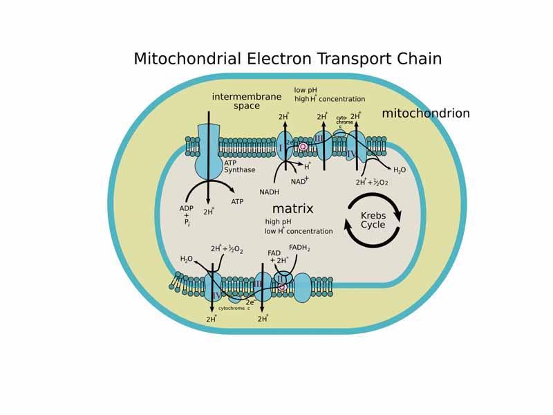 The Electron Transport Chain (image is a bit out of date)