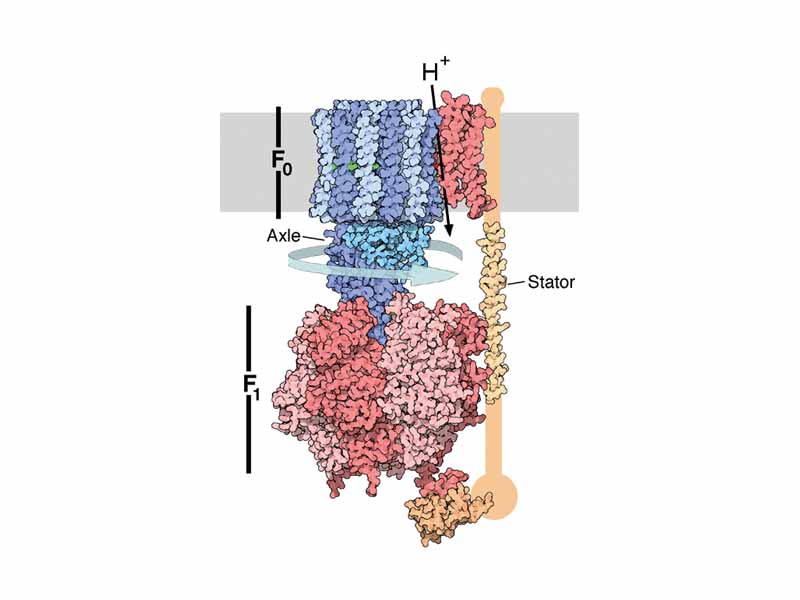 Structure of ATP synthase, the F0 proton channel and rotating stalk are shown in blue, the F1 synthase domain in red and the membrane in grey.