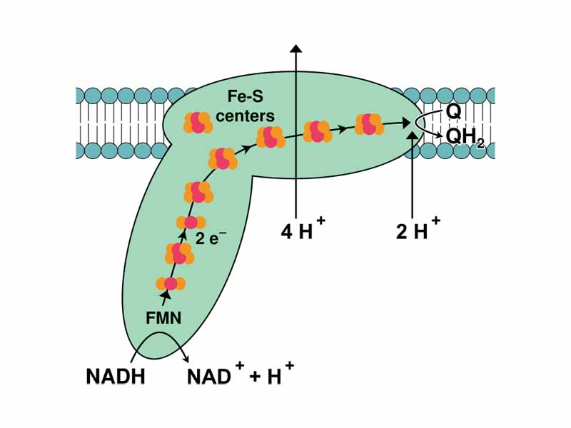 Complex I or NADH-Q oxidoreductase. The abbreviations are discussed in the text. In all diagrams of respiratory complexes, the matrix is at the bottom, with the intermembrane space above.